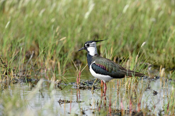 Wall Mural - Kiebitz (Vanellus vanellus) - Northern lapwing