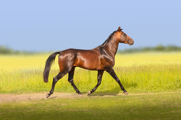 Canvas Print - bay horse trotting on the field