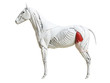 3d rendered medically accurate illustration of the equine muscle anatomy - tensor fascia latae