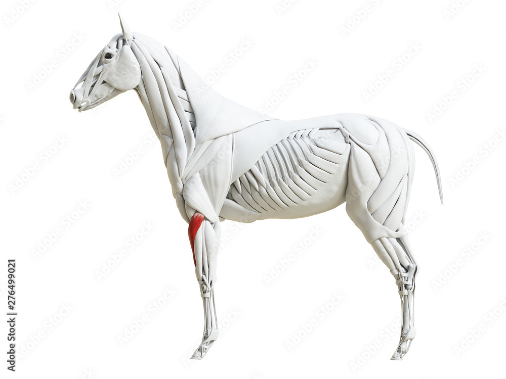Ilustración de Stock 3d rendered medically accurate illustration of the ...