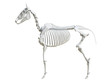 3d rendered medically accurate illustration of the equine skeleton -