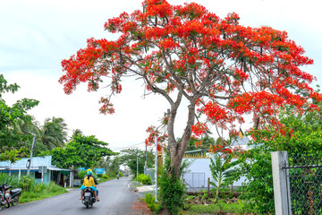 Wall Mural - Farmers drive a motorbike through royal Poinciana trees, blooming trees, sunny morning in beautiful peaceful scene in the countryside Tien Giang, Vietnam