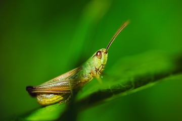 Macro photo of green grasshopper on grass in summer