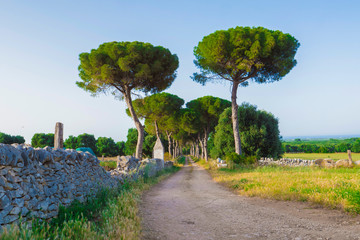 A road passing between two trees with blue sky