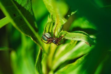 Wall Mural - Macro photo of a spider on the grass
