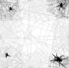 Wall Mural - four black spiders in dense web