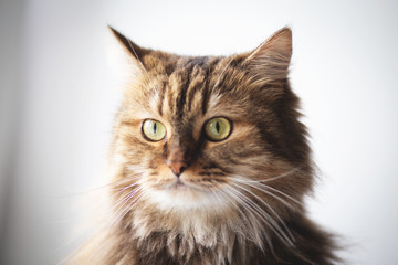 Beautiful tabby cat posing for the camera. Licking it's nose and fur and makes funny faces.