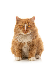 Poster - orange cat  sits on a white