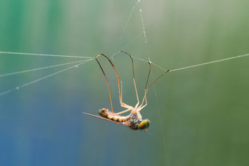 Wall Mural - Macro photo of a fly entangled in a web