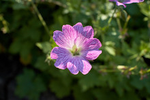 Beautiful Pink Geranium ‘Druce’s Cranesbill’ Blooming On A Summer’s Day.