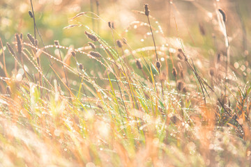 Poster - Morning meadow - fresh grass, raindrops, spider webs, sunlight background, the nature background