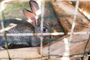 Breeding a large group of rabbits in a small shed.