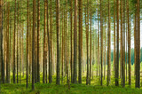 Fototapeta Natura - Landscape of summer pine forest