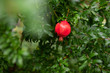 One little red garnet hanging on a branch with green foliage. Ripe pomegranate grows on a tree