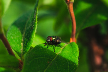 Macro photo of a fly on the grass