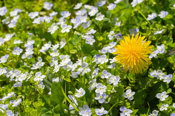 dandelion among forget-me-nots. bright yellow sunny dandelion flower many blue little forget-me-nots. Stand out, be bright, be different. Nature flower meadow