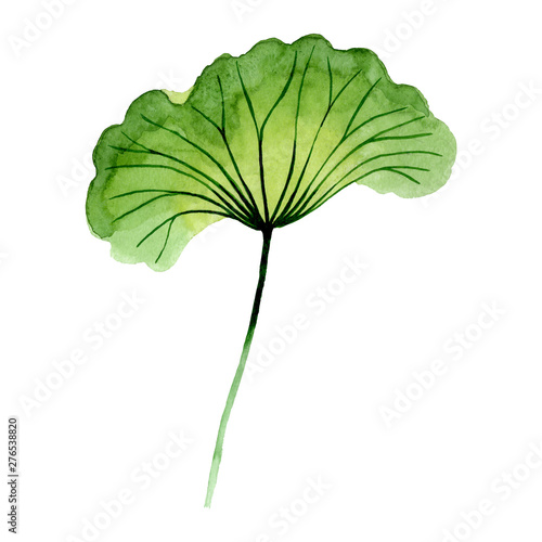 Green lotus leaf floral botanical flowers. Watercolor background set. Isolate...