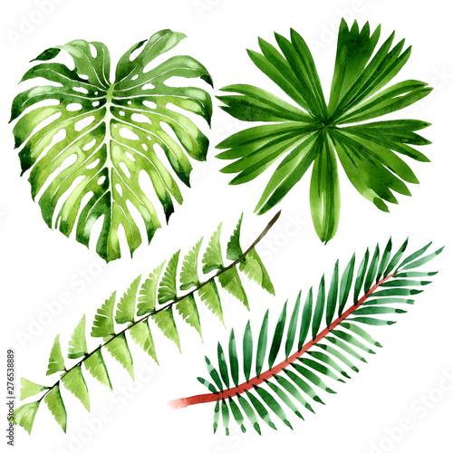Palm beach tree leaves jungle botanical. Watercolor background illustration s...