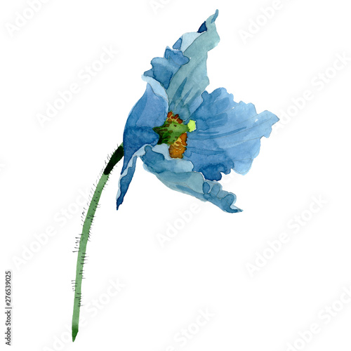 Blue poppy floral botanical flower. Watercolor background illustration set. I...