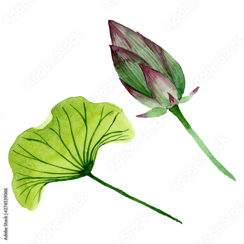 Green lotus bud floral botanical flowers. Watercolor background illustration ...