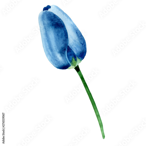 Blue tulip floral botanical flowers. Watercolor background illustration set. ...