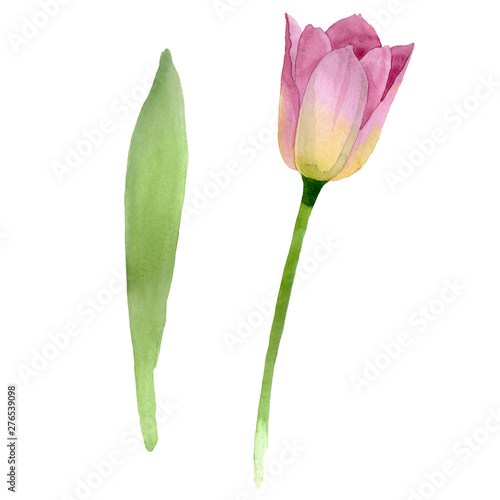Pink tulips floral botanical flowers. Watercolor background illustration set....