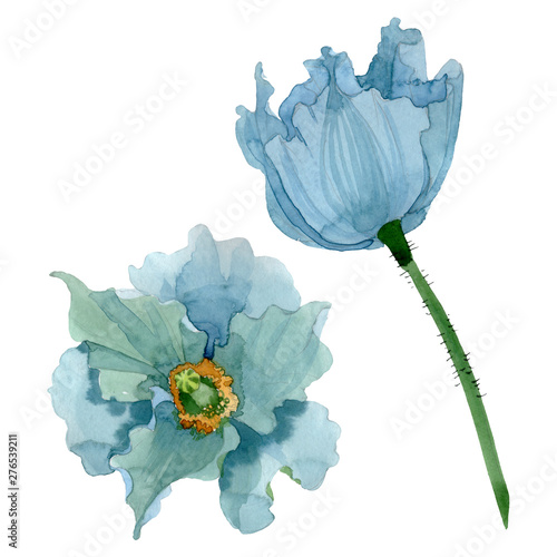 Blue poppy floral botanical flowers. Watercolor background illustration set. ...