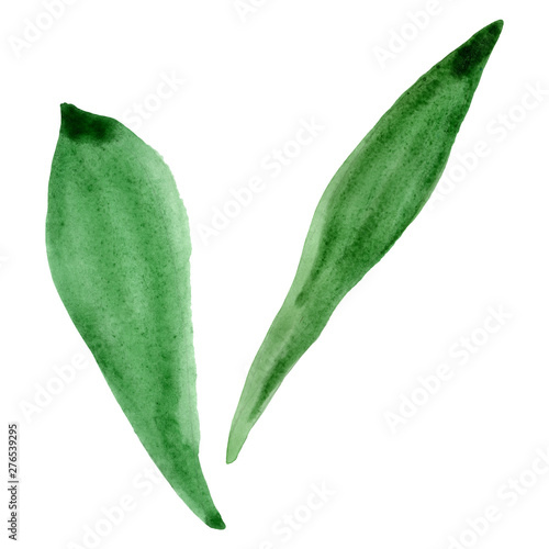 Tulip green leaves floral botanical flowers. Watercolor background set. Isola...