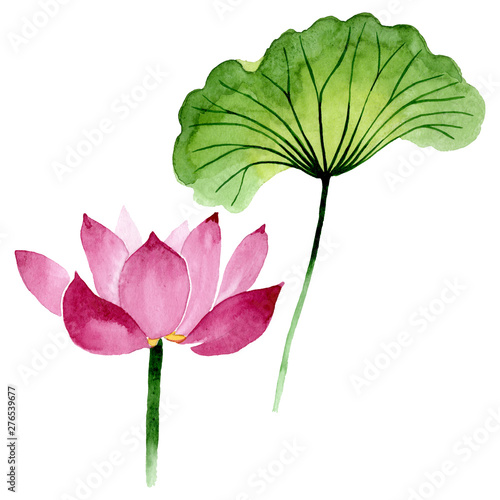 Pink lotus floral botanical flowers. Watercolor background illustration set. ...