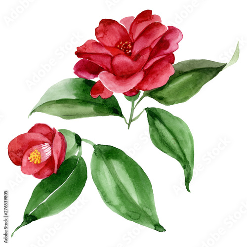 Red camelia floral botanical flower. Watercolor background illustration set. ...