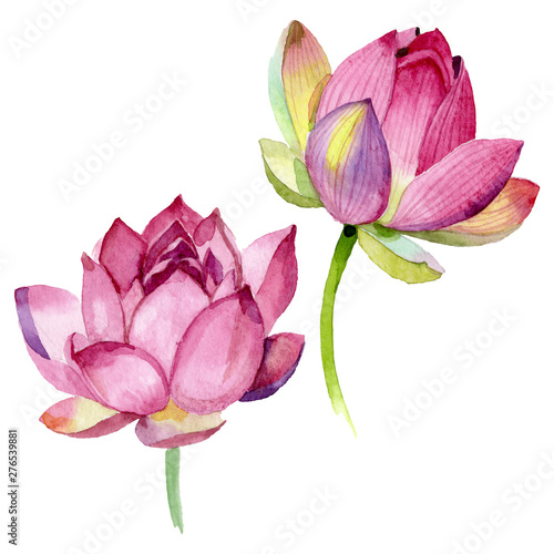 Pink lotus floral botanical flowers. Watercolor background illustration set. ...