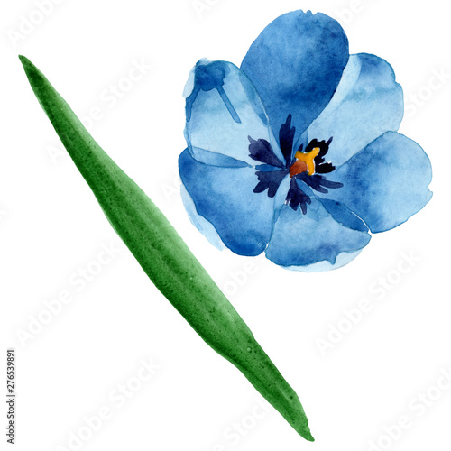 Blue tulip floral botanical flowers. Watercolor background illustration set. ...