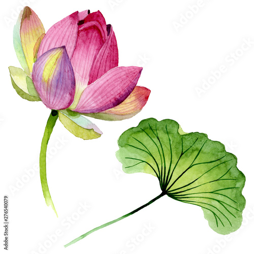 Pink lotus floral botanical flowers. Watercolor background illustration set. ...