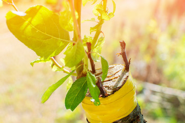 Stem grafted tree, lit by the morning sun. grafting old plum tree in orchard.