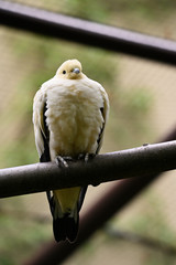 Sticker - Ducula bicolor - white pigeon sitting on a branch.