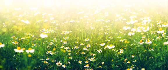 Wall Mural - Flower panorama of daisies in the fog. Flowers in the morning in the fog in the summer nature. Chamomile in the form of a panorama. Therapeutic chamomile.