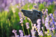Italian Greyhound In Flowers