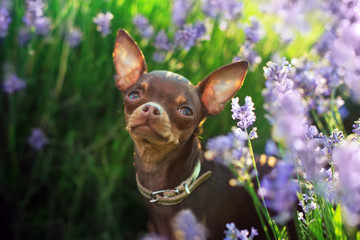 Wall Mural - Toy terrier in flowers