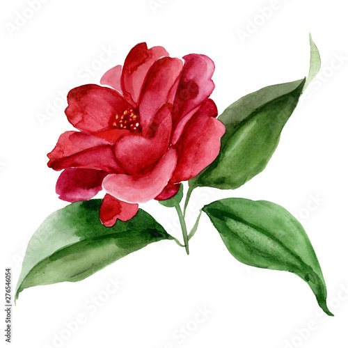 Red camelia floral botanical flower. Watercolor background illustration set. ...