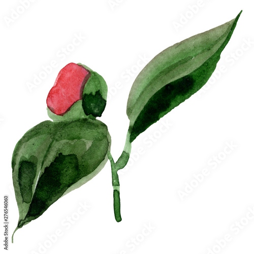 Red camelia floral botanical flower. Watercolor background illustration set. ...