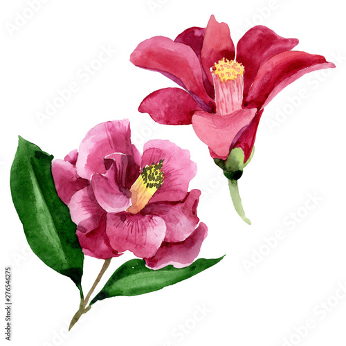Red camelia floral botanical flower. Watercolor background illustration set. ...