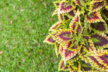 Wall Mural - coleus with blur grass background