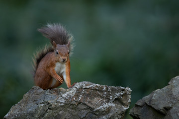 Wall Mural - red squirrel on a stone wall with a dark green background.