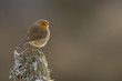 Backlit Robin perched on a log with brown background taken in Cairngorms National Park, Scotland.