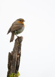 Robin perched on a branch with a white background