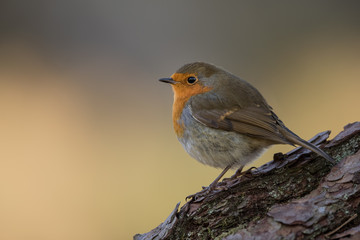 Wall Mural - close up of a robin perched on a log with an orange/brown background. taken in the cairngorms nation