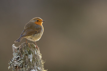 Wall Mural - backlit robin perched on a log with brown background taken in cairngorms national park, scotland.