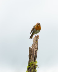 Wall Mural - robin perched on a branch with a pale blue sky background