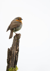 Wall Mural - robin perched on a branch with a white background