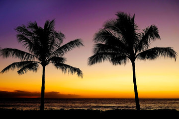 Tropical Palm Trees Silhouette Sunset or Sunrise